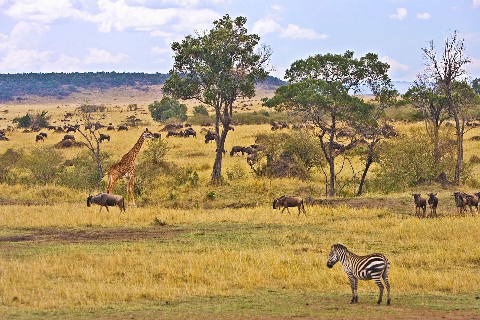 Nyota Trail Safaris