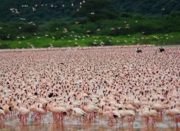 Nyota Trail Safaris
