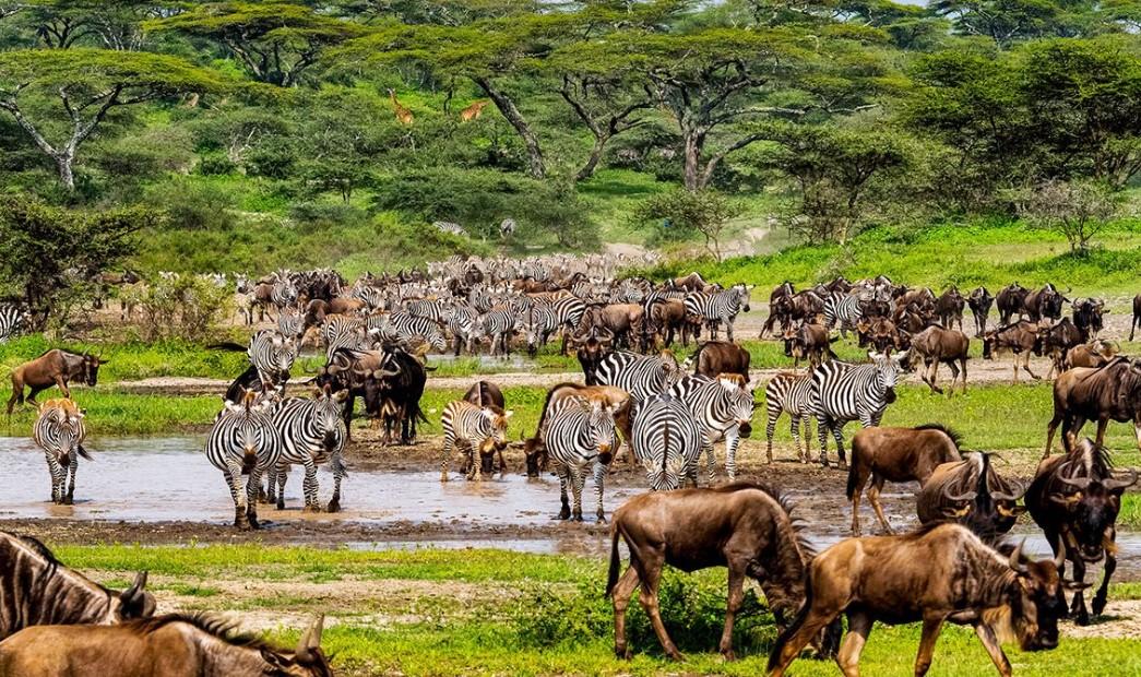 Nyota Trail Safaris