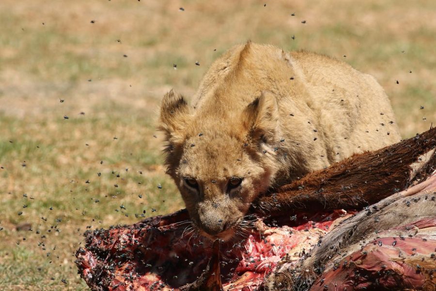 3 Days Amboseli Tour