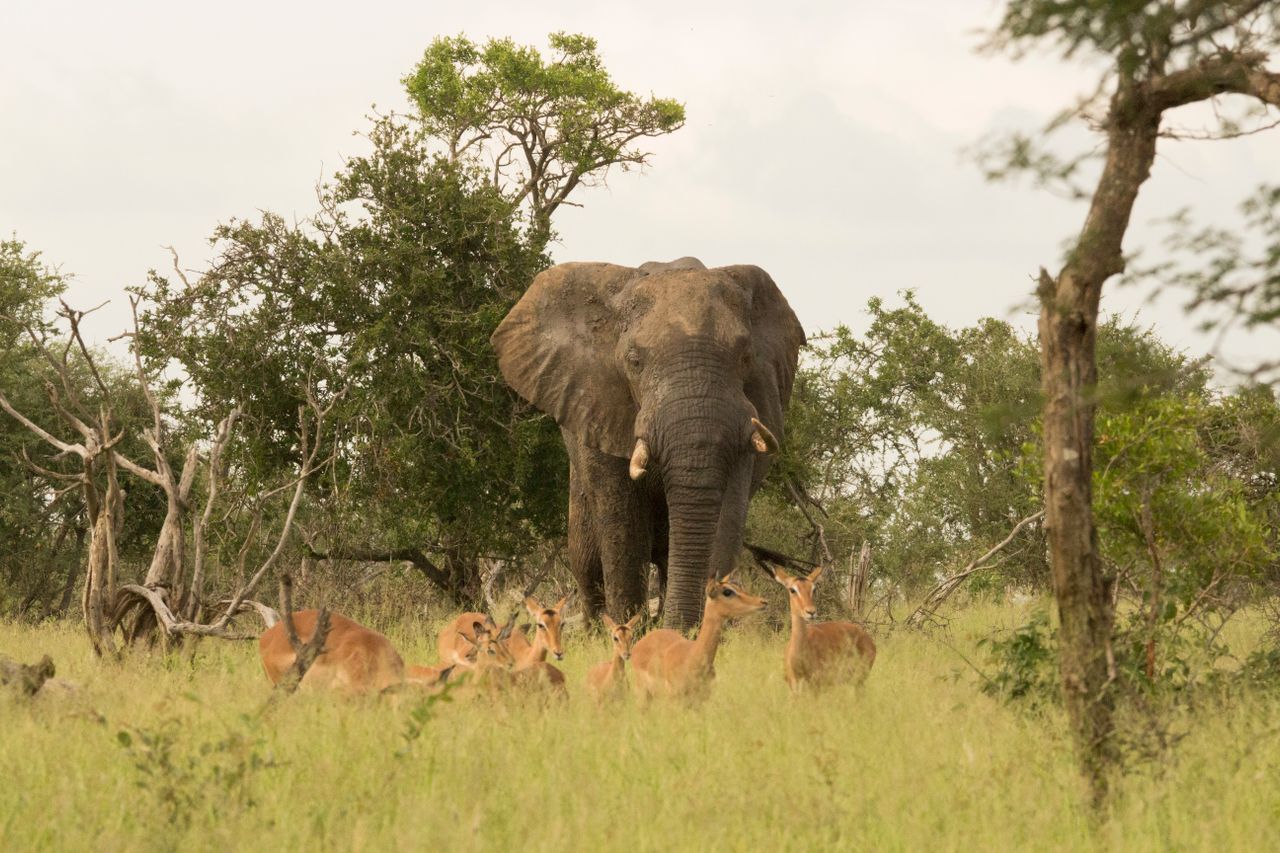 Nyota Trail Safaris