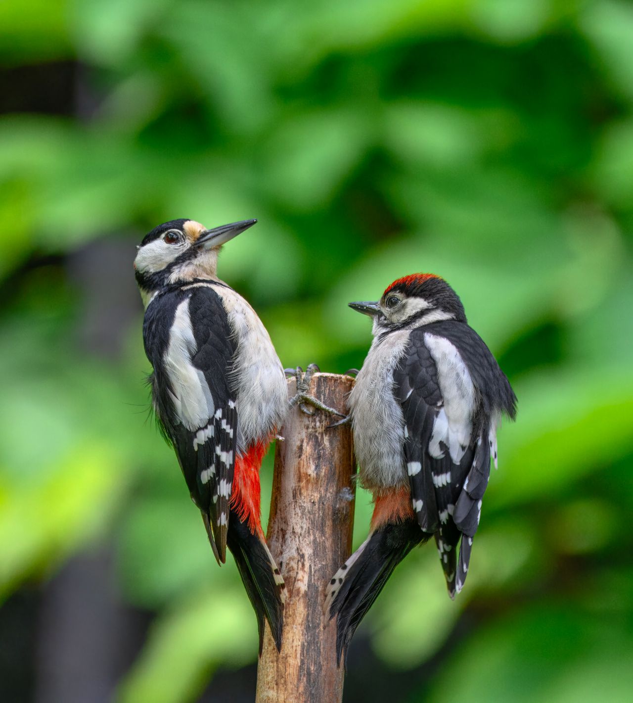 Nyota Trail Safaris