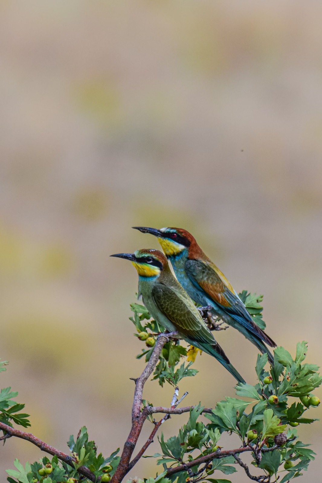 Nyota Trail Safaris