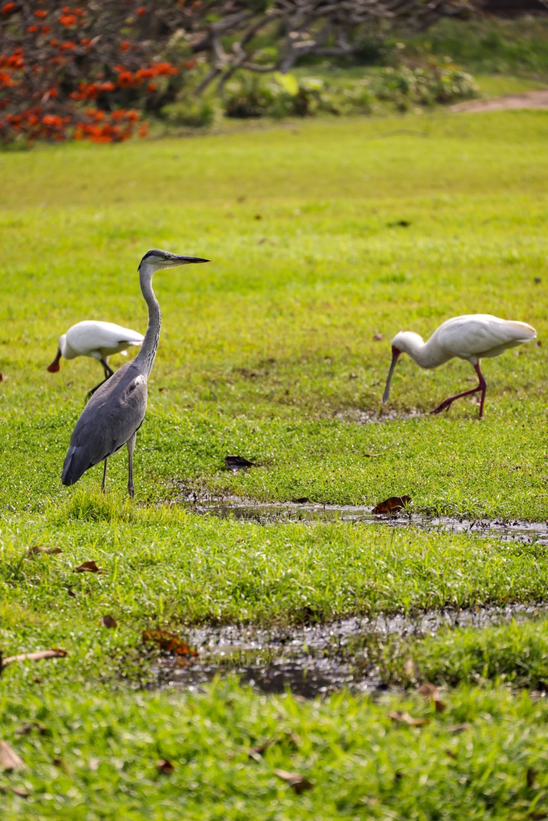 Nyota Trail Safaris