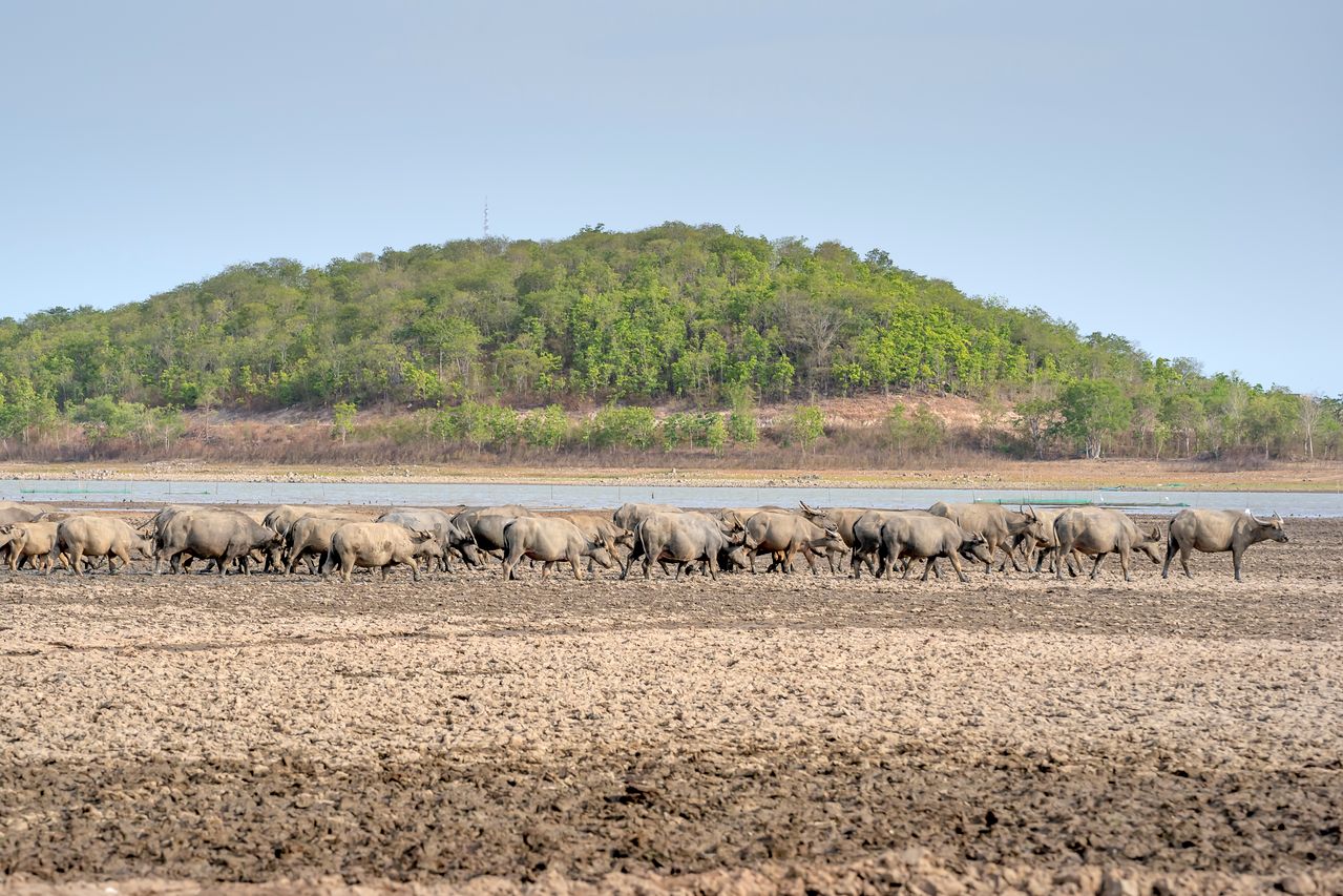 2 Days Amboseli Safari