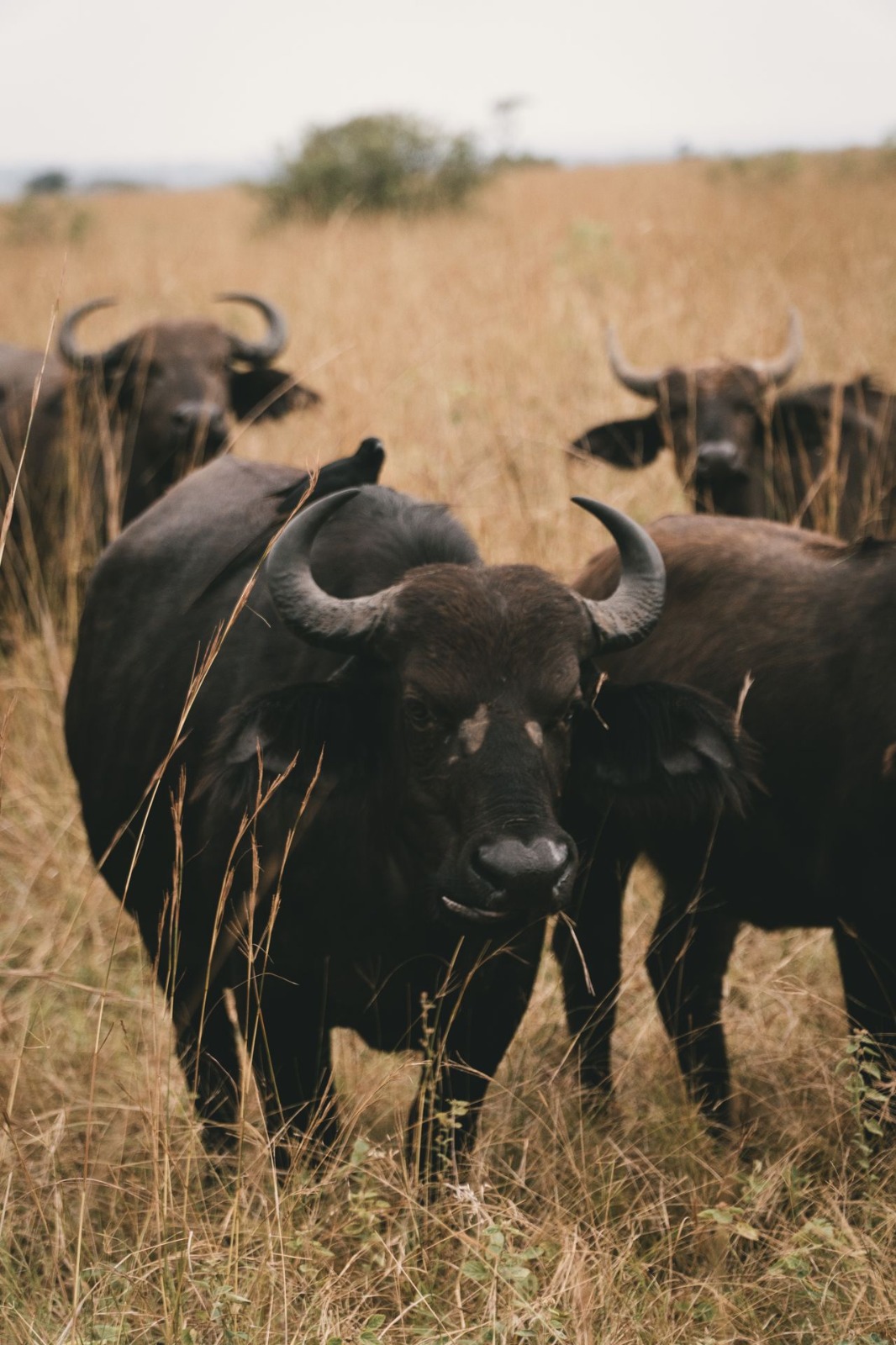 2 Days Amboseli Safari