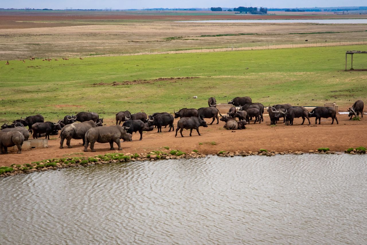 Nyota Trail Safaris